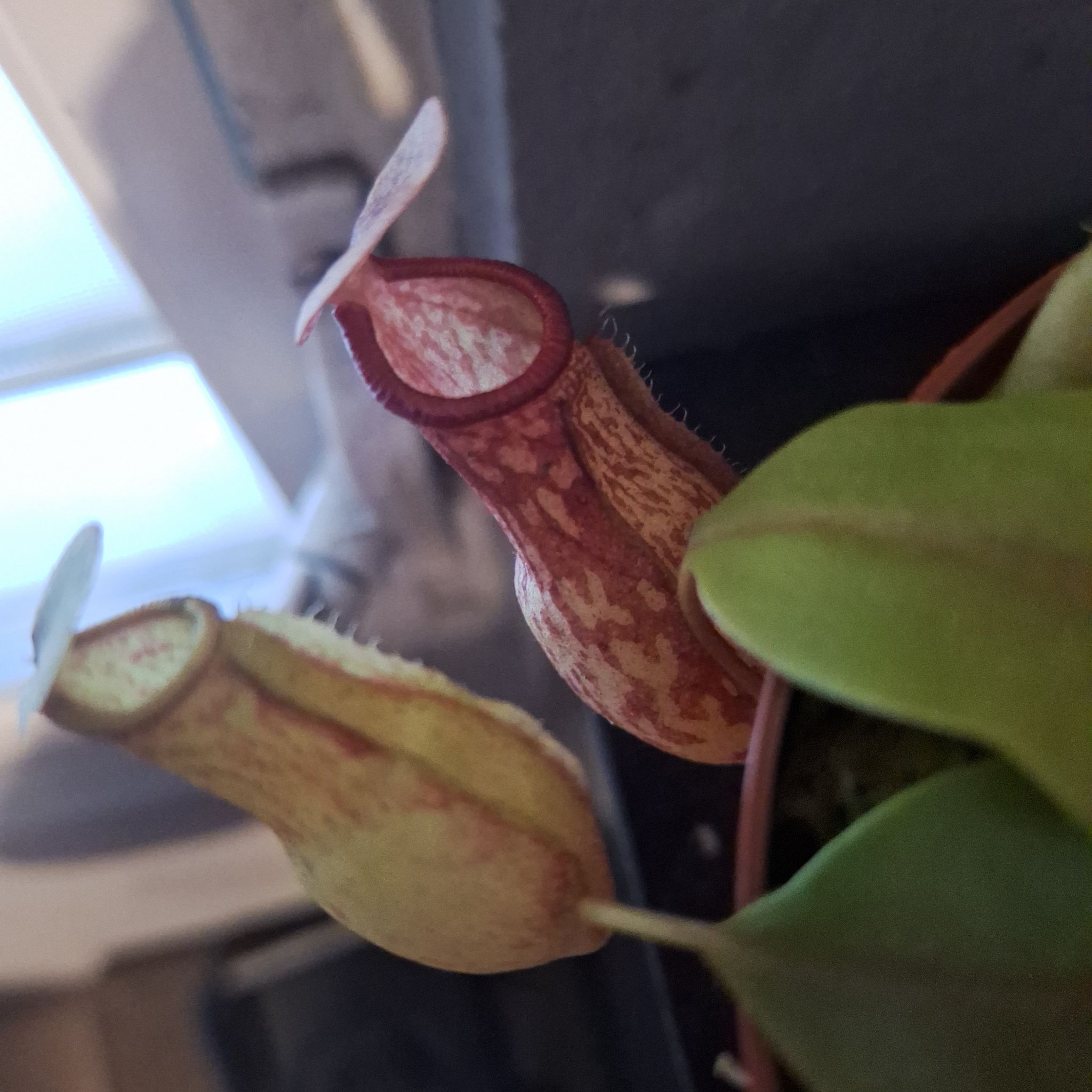 Photo of the plant species Nepenthes St Gaya by @StoutWildbasil named Saint Gaya on Greg, the plant care app