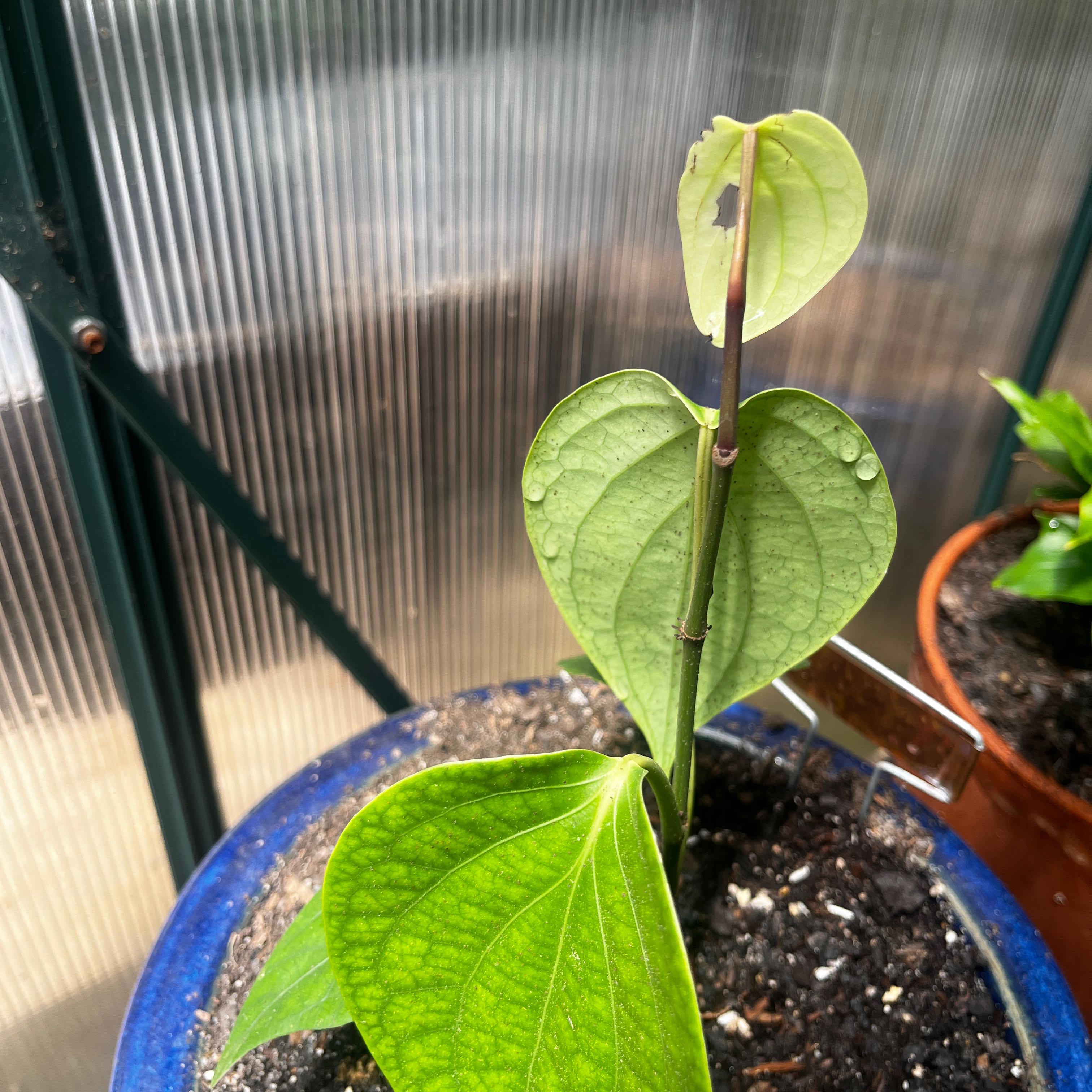 Photo of the plant species Black Pepper Vine by @AestheticAtom88 named Sanders on Greg, the plant care app