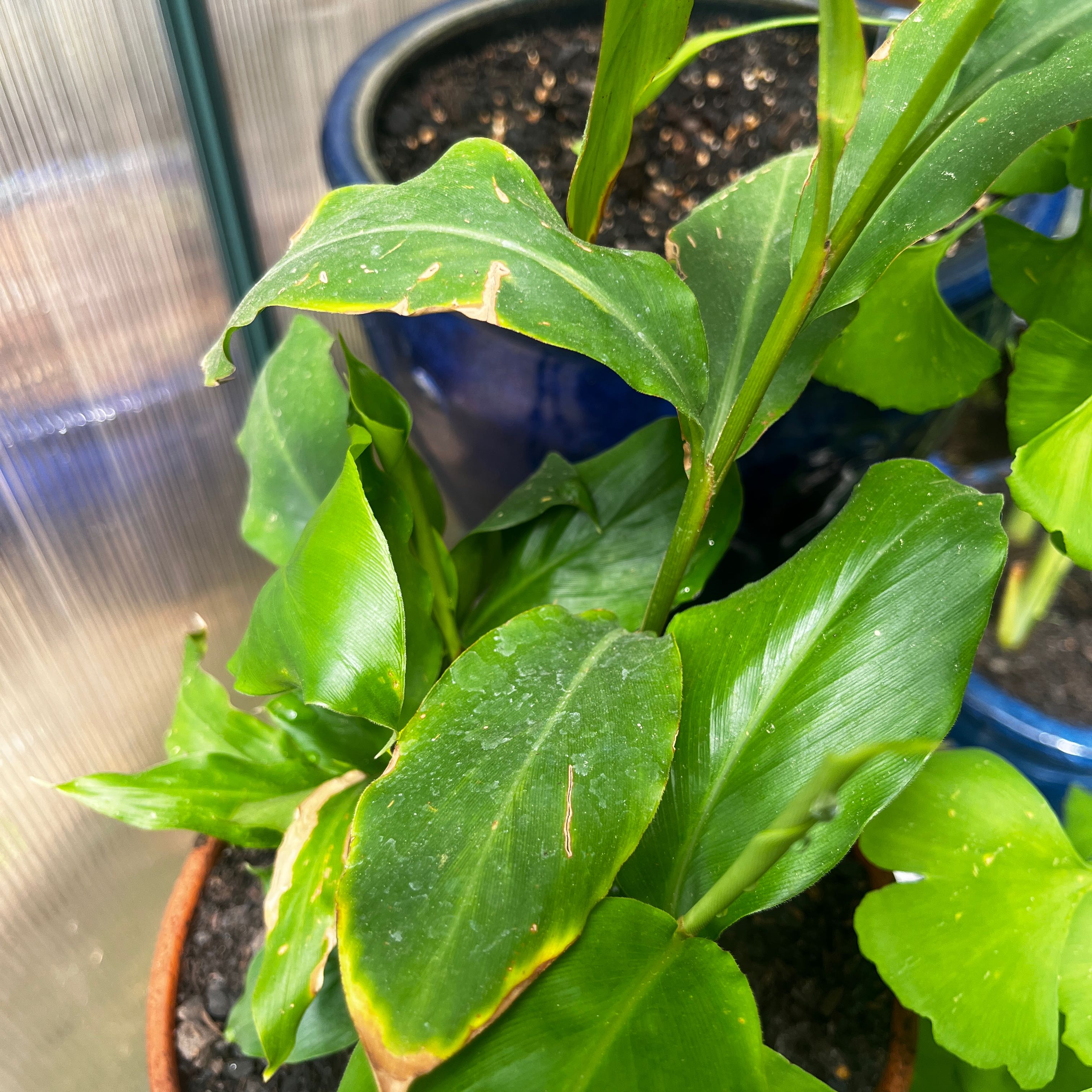 Photo of the plant species Large Cardamom by @AestheticAtom88 named Cardamom on Greg, the plant care app
