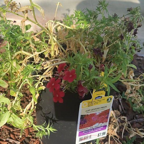 Plant care for Garden Phlox 'Velvet Flame' on Greg, the plant care app