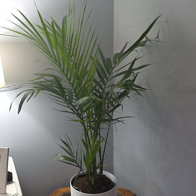Photo of the plant species Majestic Palm by @RoundFoxgrape72 named Stella on Greg, the plant care app