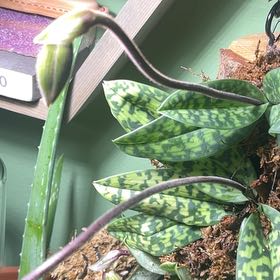Photo of the plant species Paphiopedilum 'Plum' by @Tittytasha named Marilyn on Greg, the plant care app