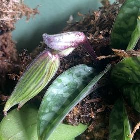 Photo of the plant species Paphiopedilum 'Plum' by @Tittytasha named Prince on Greg, the plant care app