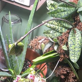 Photo of the plant species Paphiopedilum 'Plum' by @Tittytasha named Sir Plancelot on Greg, the plant care app