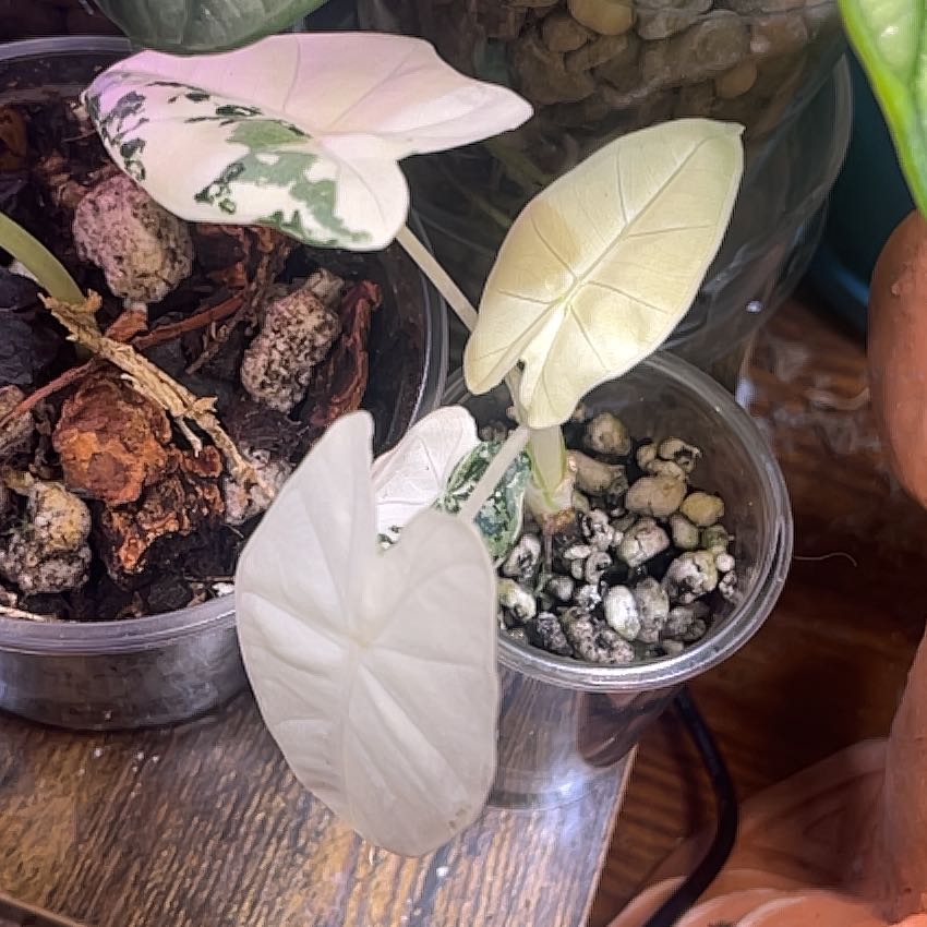 Photo of the plant species Frydek Albo by @Tittytasha named Demi on Greg, the plant care app