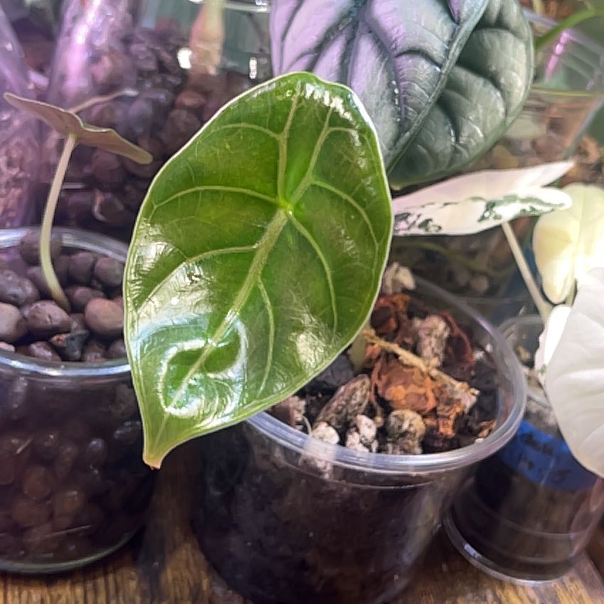 Photo of the plant species Red Mambo by @Tittytasha named da Vinci on Greg, the plant care app