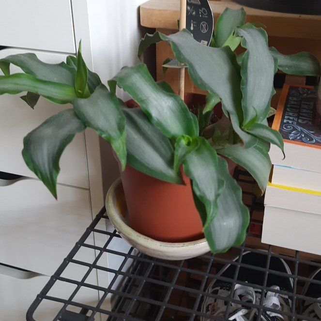 Photo of the plant species Bright Star Murdannia by @Venni named Bright Star on Greg, the plant care app