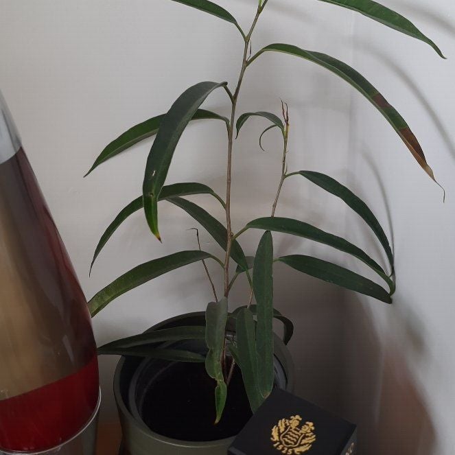 Plant care for Ficus bruneiensis on Greg, the plant care app