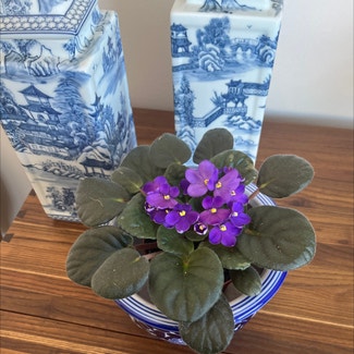 Kenyan Violet plant in Larchmont, New York