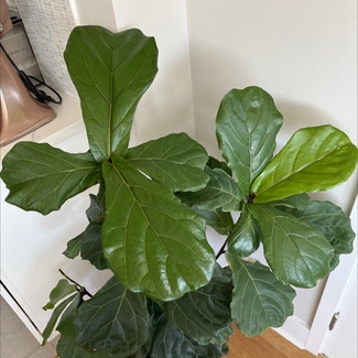 Fiddle Leaf Fig plant in Larchmont, New York