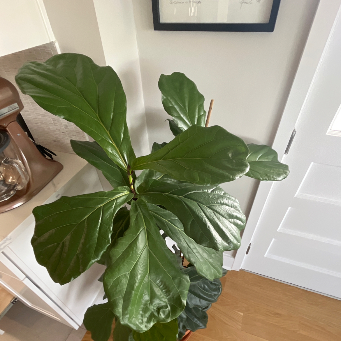 Fiddle Leaf Fig plant photo by @Figglet named Figgy Pop on Greg, the plant care app.