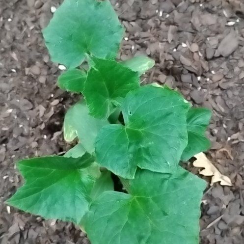 Photo of the plant species Lactuca muralis by @TycoonPignut4 named Sahara on Greg, the plant care app