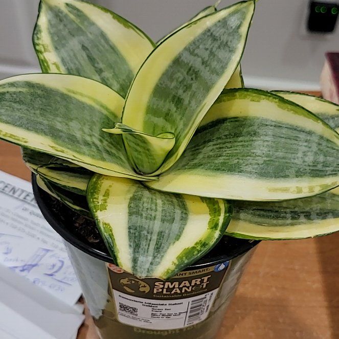 Photo of the plant species Sansevieria trifasciata hahnii 'Ocean Star' by @EnchantressTaro named Kobe on Greg, the plant care app