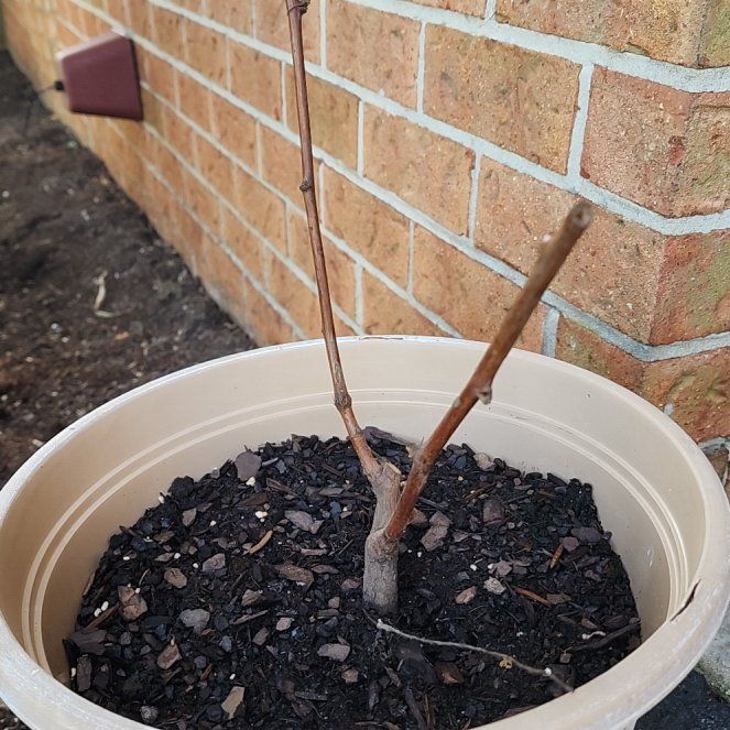 Photo of the plant species Red Raspberry by @SaviorBaylaurel named Gregarious on Greg, the plant care app