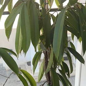 Photo of the plant species Amstel King Fig by @VitalFern1 named Huckleberry Fern on Greg, the plant care app