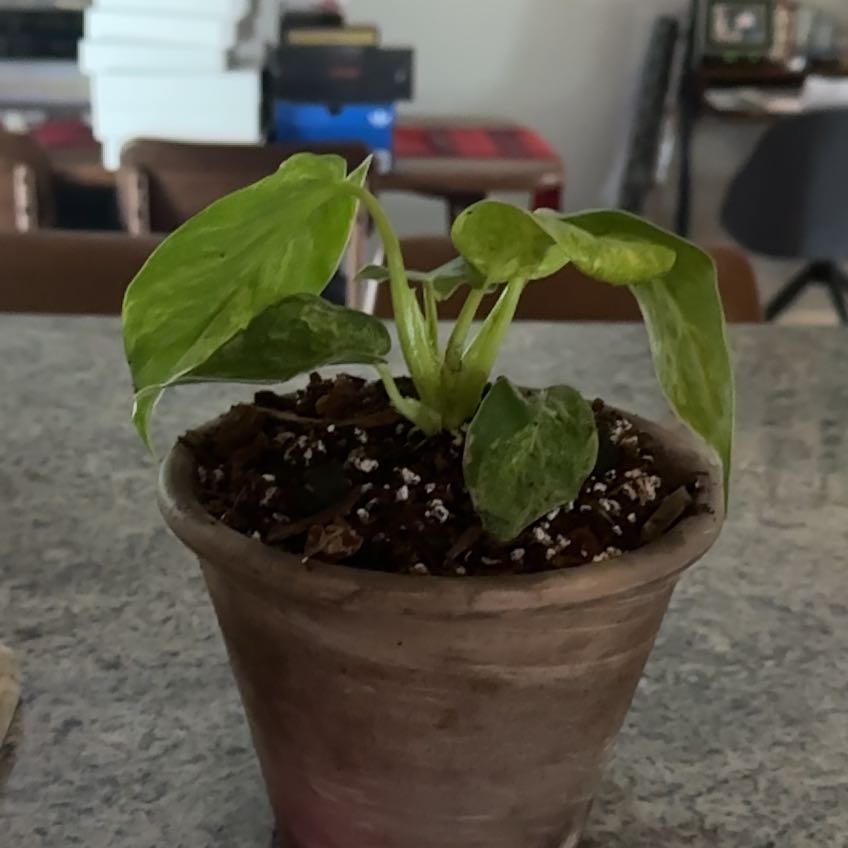 Photo of the plant species Variegated Philodendron Giganteum by @PrimoFlax91 named Leonardo on Greg, the plant care app