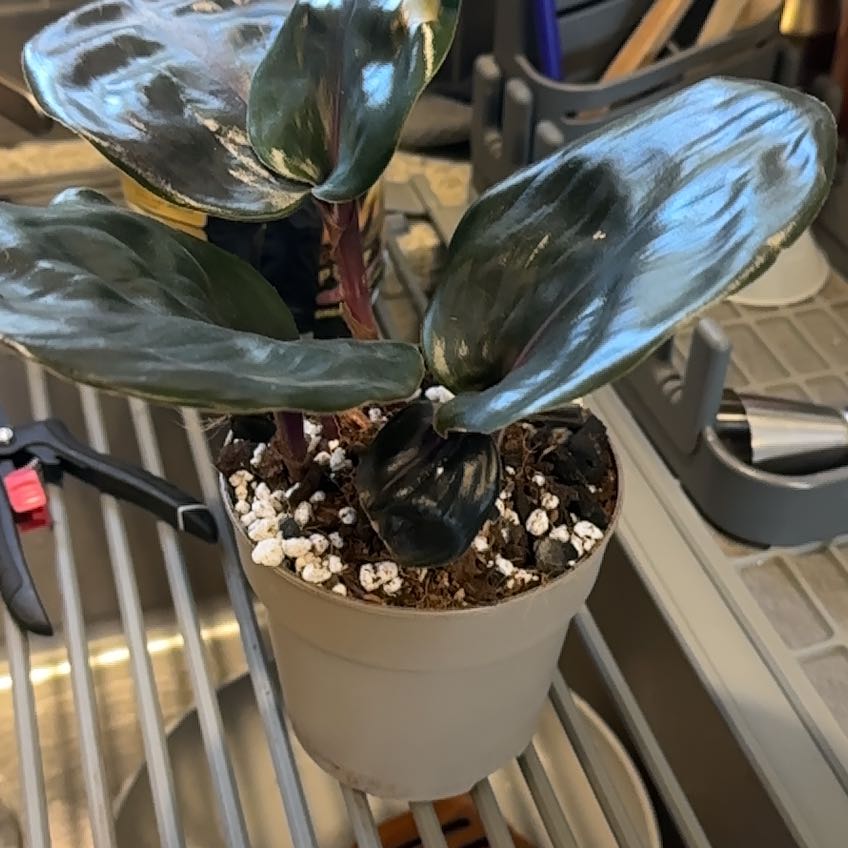 Photo of the plant species Geogenanthus ciliatus by @PrimoFlax91 named Drake on Greg, the plant care app