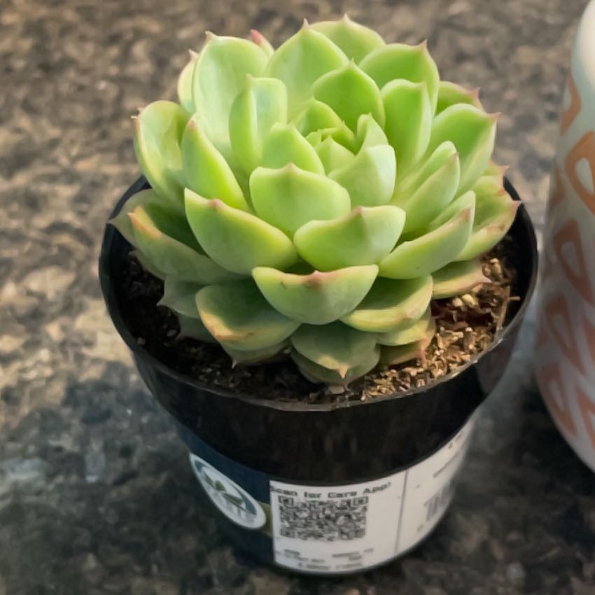 Photo of the plant species Sedum adolphi 'Lime Gold' by @TryHemlock78 named Mini Baby on Greg, the plant care app