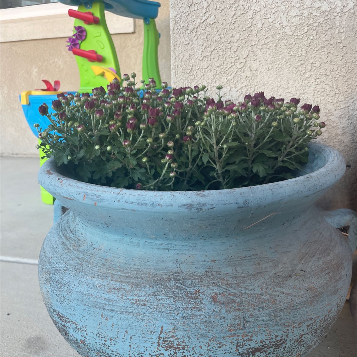 Potted Florist's Daisy with numerous buds and some flowers in a large blue pot outdoors.