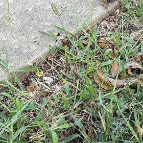 Photo of the plant species Hairy Crabgrass by @TastyKamahi45 named Sonora on Greg, the plant care app