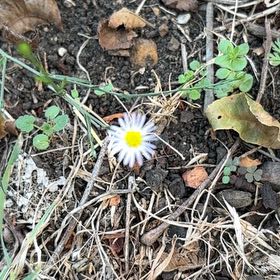 Photo of the plant species Aspen Fleabane by @TastyKamahi45 named Walt on Greg, the plant care app