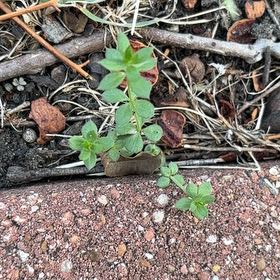 Photo of the plant species Baby Jump-Up by @TastyKamahi45 named Eva on Greg, the plant care app