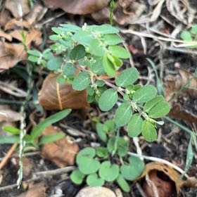 Photo of the plant species Blue Weed by @TastyKamahi45 named Wall-E on Greg, the plant care app