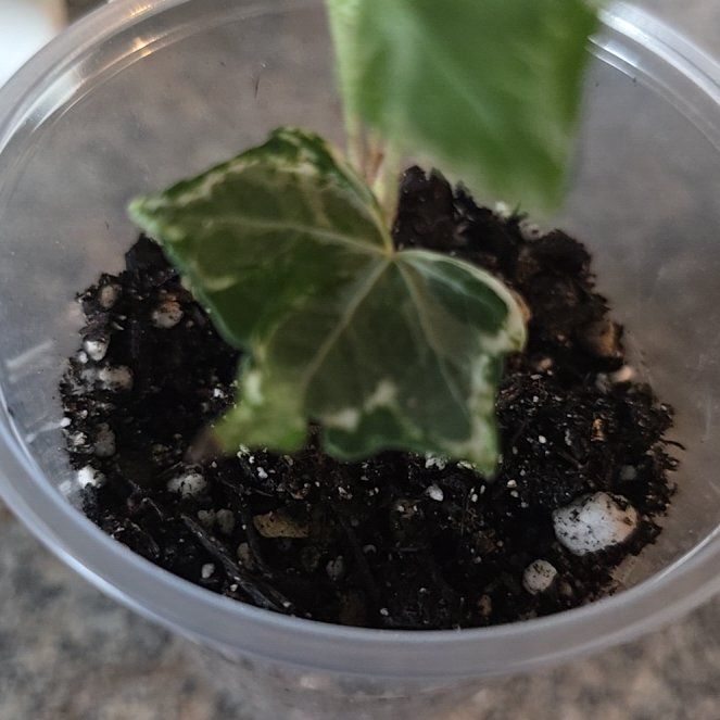 Photo of the plant species Variegated Swedish Ivy by @DirectorKaro named Curie on Greg, the plant care app