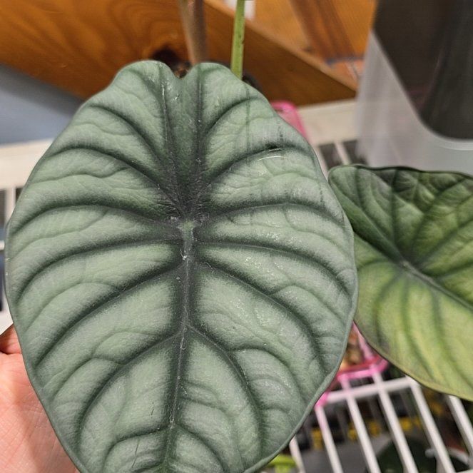 Photo of the plant species alocasia nebula by @DirectorKaro named Sir Plancelot on Greg, the plant care app