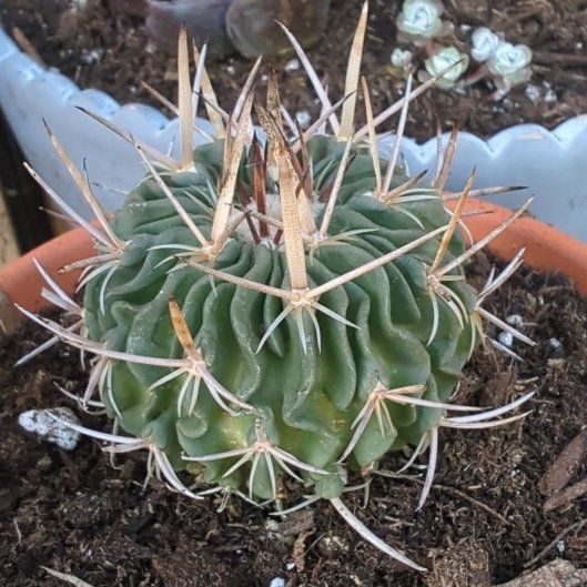 Photo of the plant species Stenocactus crispatus by @TotalMizuna97 named Gregarious on Greg, the plant care app