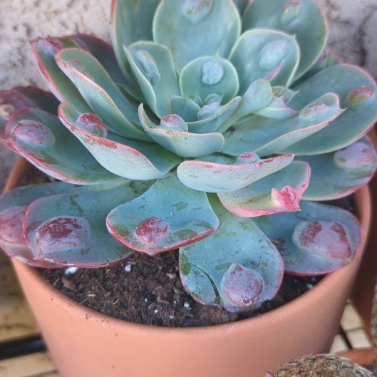 Photo of the plant species Raindrop Echeveria by @TotalMizuna97 named Gates on Greg, the plant care app