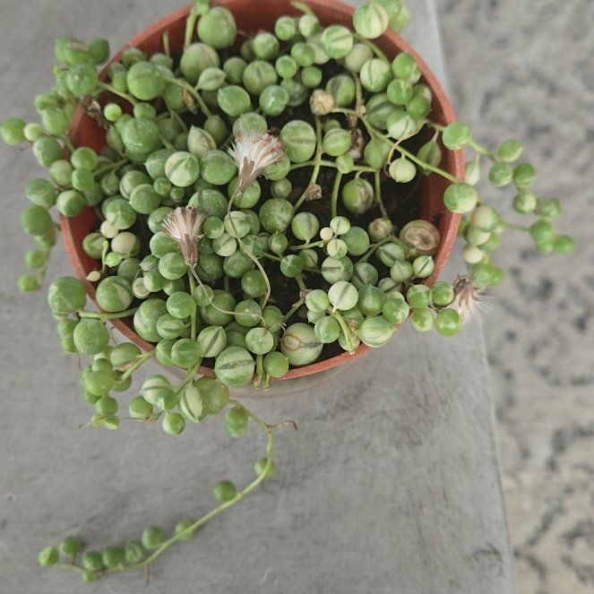 Photo of the plant species Varigated String of Pearls by @ZestyCornbind71 named Keanu Leaves on Greg, the plant care app