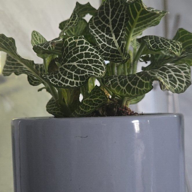 Photo of the plant species Fittonia 'Silver' by @ZestyCornbind71 named Anne on Greg, the plant care app