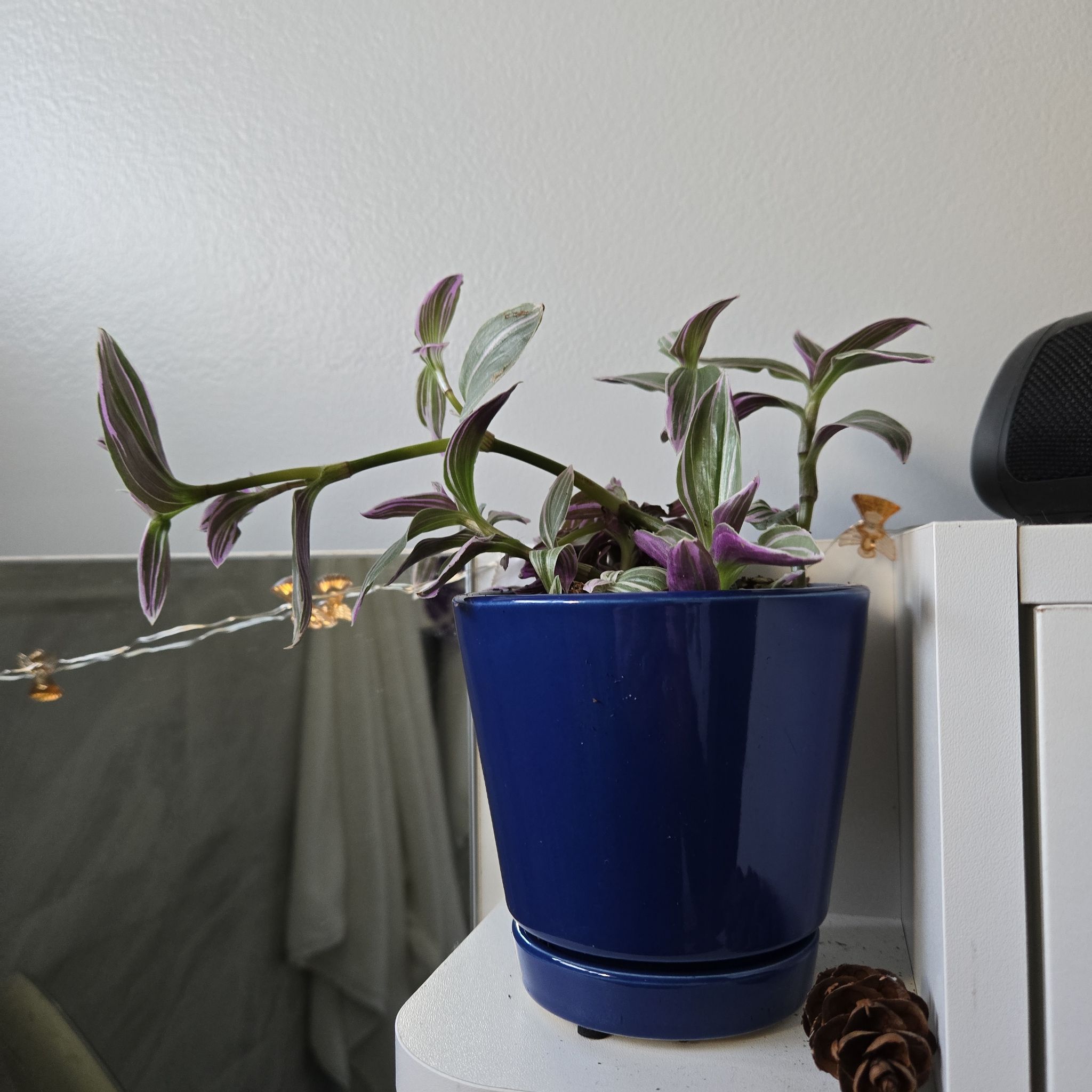 Photo of the plant species Tradescantia Feeling Flirty by @ZestyCornbind71 named Leaf Erickson on Greg, the plant care app