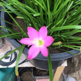 Photo of the plant species Rain Lily by @ChicPlain4 named Morgan Treeman on Greg, the plant care app
