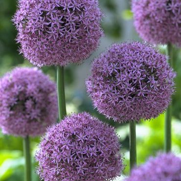 Photo of the plant species Giant Onion by @RadGuasca60 named Daphne on Greg, the plant care app