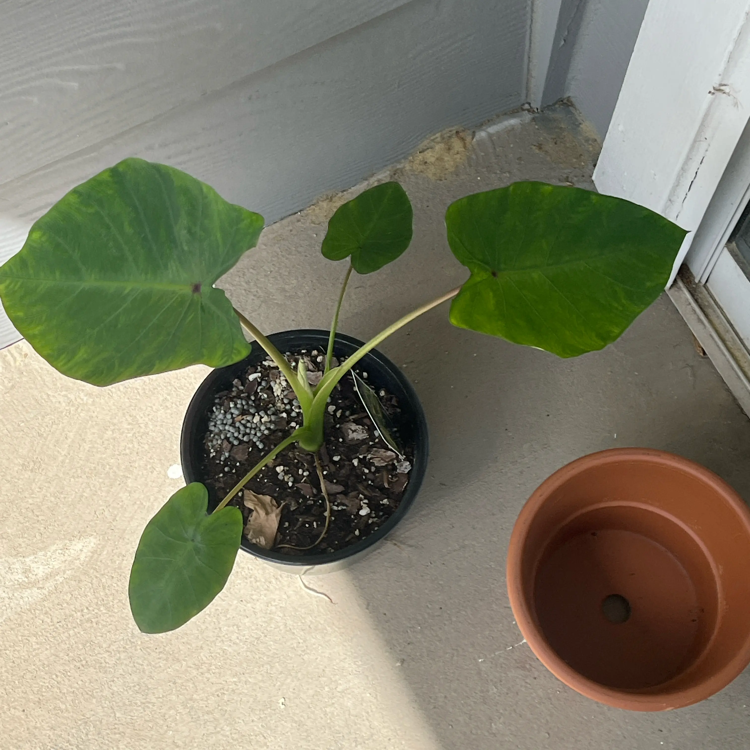 Photo of the plant species Colocasia 'Blue Hawaii' by @GracedDracopis named Nithin on Greg, the plant care app