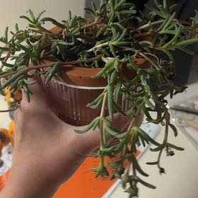 Photo of the plant species Sun Diamonds Red Delosperma by @NimblePeanut14 named Gregarious on Greg, the plant care app