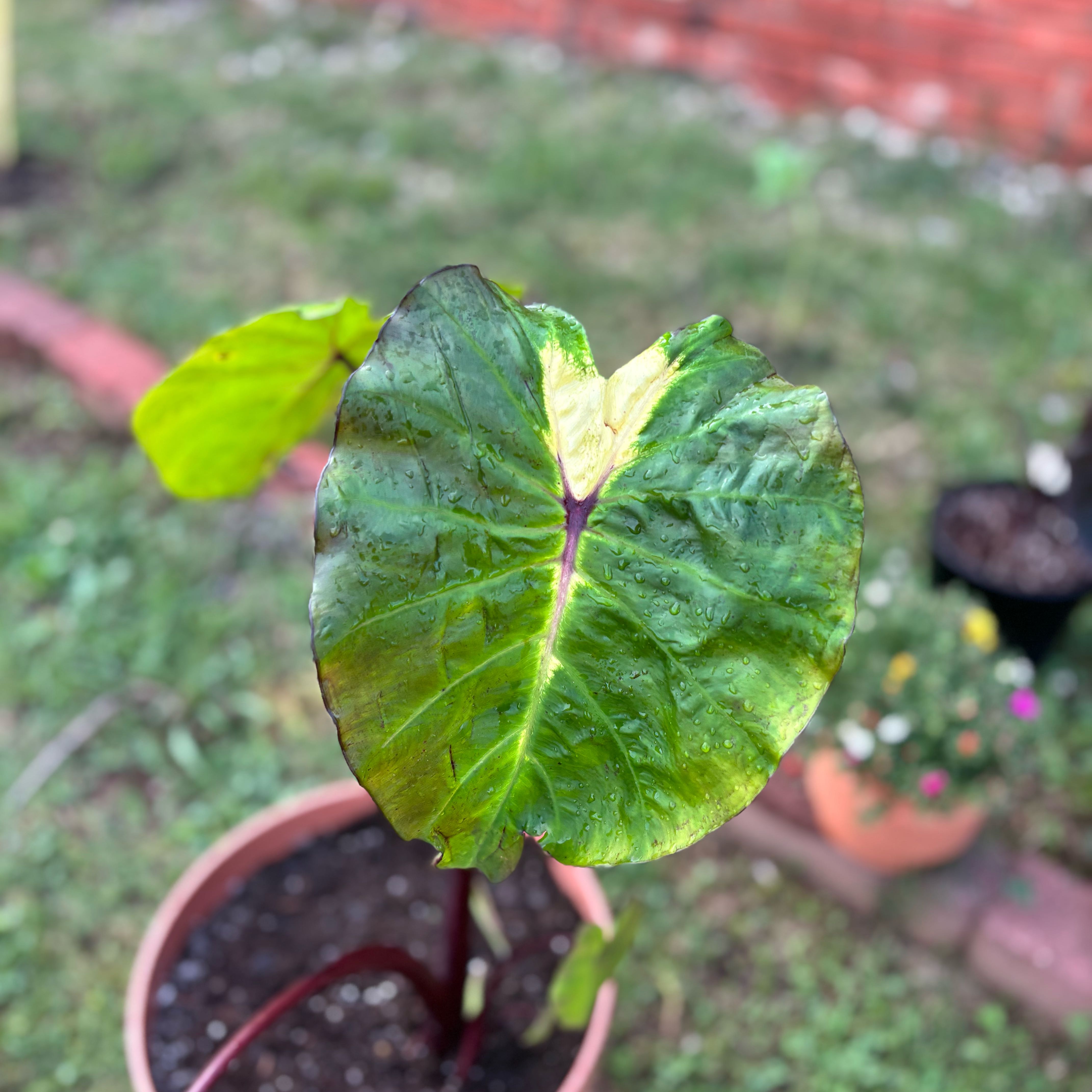 Photo of the plant species Royal Hawaiian White Lava Colocasia by @NimblePeanut14 named Harper on Greg, the plant care app
