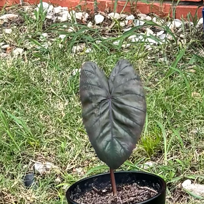 Photo of the plant species Colocasia Royal Hawaiian by @NimblePeanut14 named Keanu Leaves on Greg, the plant care app
