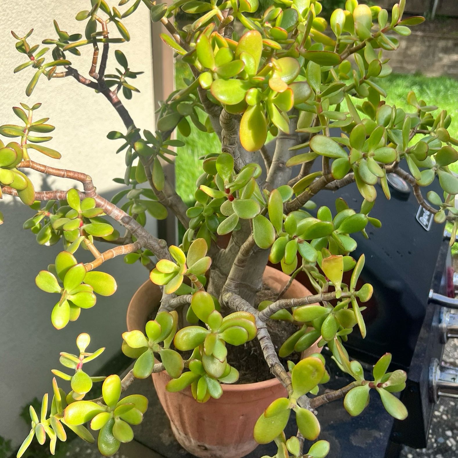 Photo of the plant species Compact Jade by @GrownCrownvetch named Ray on Greg, the plant care app