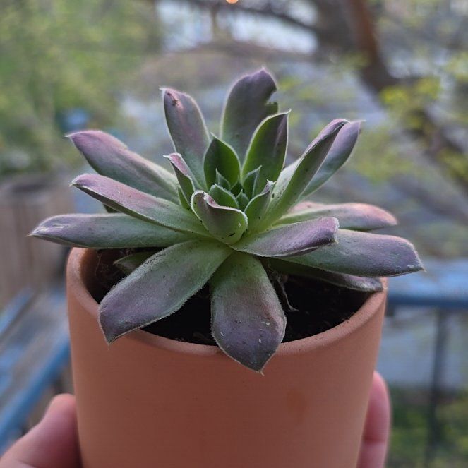 Photo of the plant species Jovibarba by @LightHarebell72 named Pibb on Greg, the plant care app