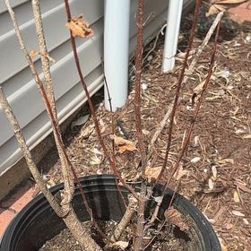 Photo of the plant species Jatropha multifida by @AmusingBetel78 named Coralplant on Greg, the plant care app