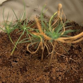 Photo of the plant species Bristlecone Pine by @RealBismarckia named Sol on Greg, the plant care app