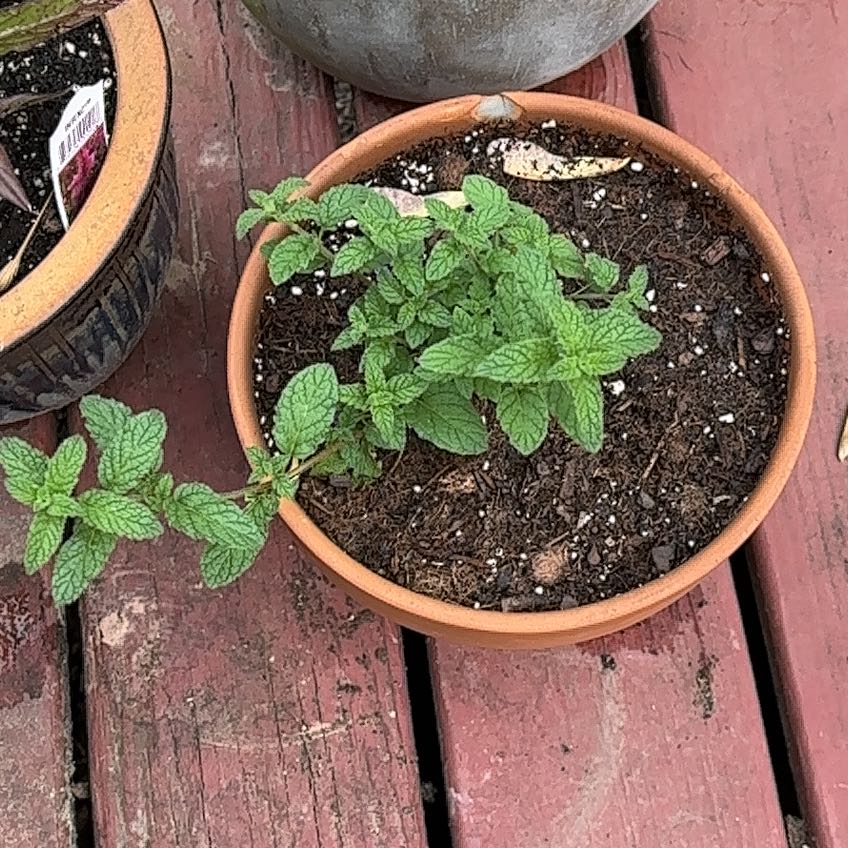 Photo of the plant species Strawberry Mint by @ProChia7 named Prince on Greg, the plant care app