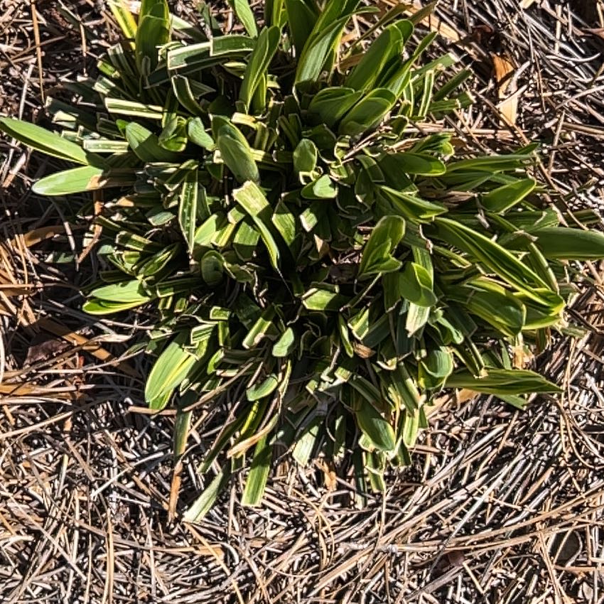 Photo of the plant species Arnoglossum by @TopHoya94 named Harper on Greg, the plant care app