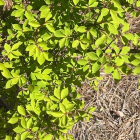 Photo of the plant species Black Olive Tree by @TopHoya94 named Zeus on Greg, the plant care app