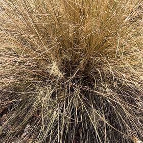 Photo of the plant species Muhly Grass by @TopHoya94 named Mando on Greg, the plant care app
