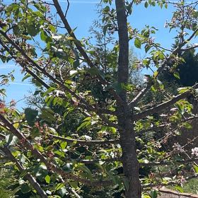 Photo of the plant species Sour Cherry by @TopHoya94 named Foxxy on Greg, the plant care app