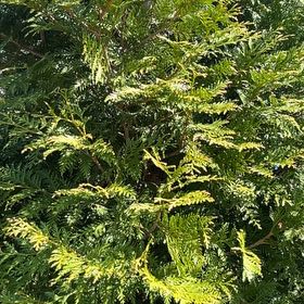 Photo of the plant species Emerald Green Arborvitae by @TopHoya94 named Robert Plant on Greg, the plant care app